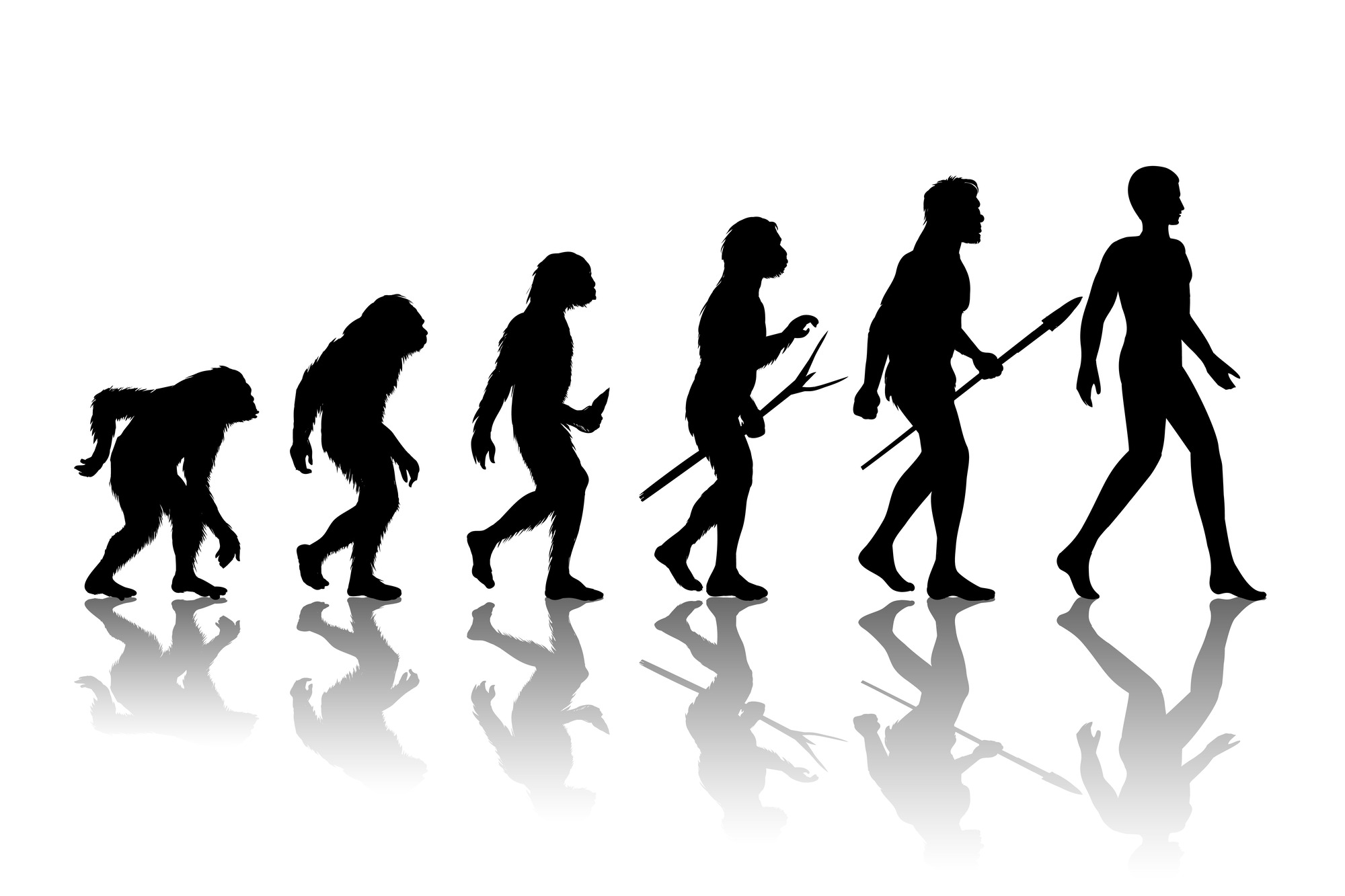 Evolution
