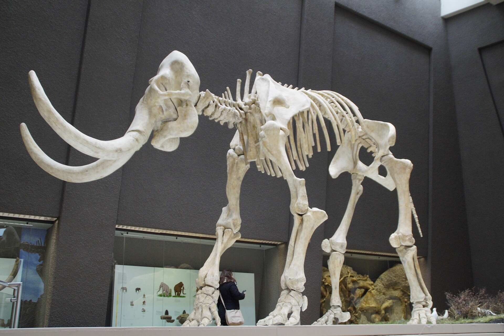Mammoth